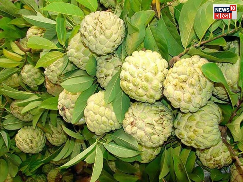যদি আপনি কোষ্ঠকাঠিন্যে ভুগছেন, তবে আতা খেলে মুক্তি পেতে পারেন। এছাড়াও আতা প্রচুর অ্যান্টিঅক্সিডেন্ট থাকে, যা ত্বকের স্বাস্থ্য উন্নত করে। আতা খেলে ত্বকের উজ্জ্বলতা বাড়ে।