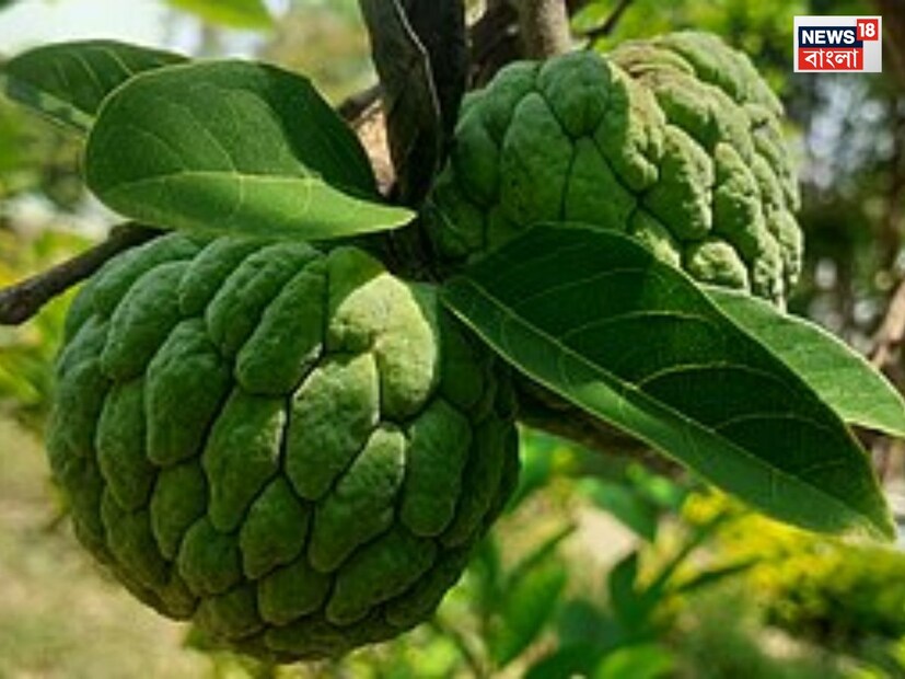 ডা. মকরন্দ মিশ্র বলেন, আতা আর্থ্রাইটিসে আক্রান্ত রোগীদের জন্যও উপকারী। এতে থাকা পটাশিয়াম শরীরের ক্লান্তি এবং দুর্বলতা দূর করে। হৃদপিণ্ড সুস্থ রাখার জন্যও আতা খাওয়া উচিত। কিন্তু এত গুণ থাকা সত্ত্বেও সবার আতা খাওয়া উচিৎ নয়! কারা ভুলেও আতা খাবেন না?