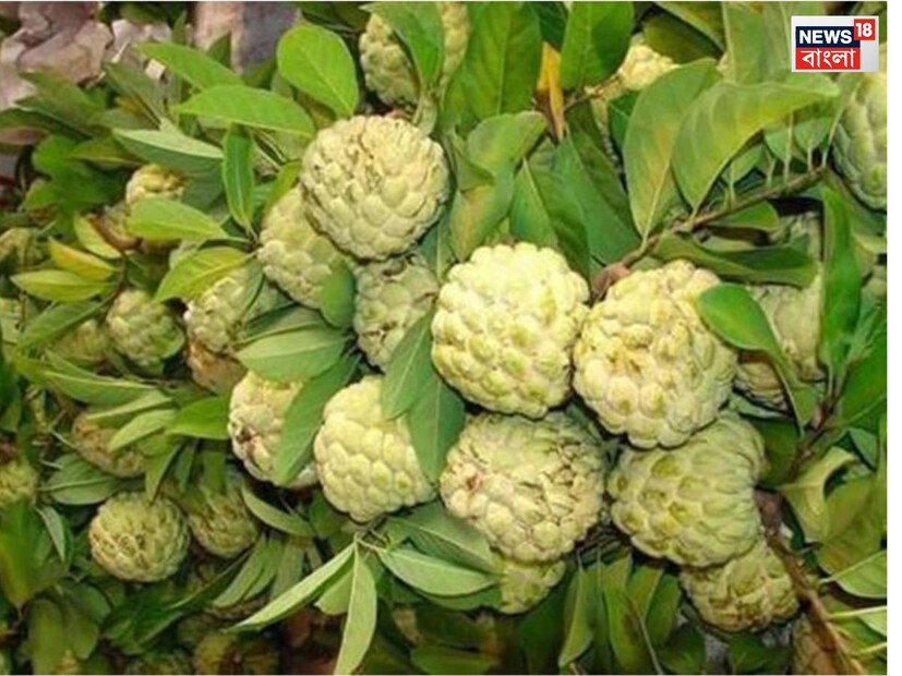 আতা মানসিক স্বাস্থ্যের জন্যও উপকারী মনে করা হয়। আতায় ম্যাগনেসিয়াম এবং আয়রন মতো মিনারেলও থাকে, যা মানসিক স্বাস্থ্যের জন্য উপকারী। এই মিনারেলগুলি স্ট্রেস এবং অ্যানজাইটি কমাতে সাহায্য করে এবং মস্তিষ্কের কার্যকারিতা উন্নত করে। নিয়মিত খেলে মুড ভাল থাকে এবং মানসিক শান্তি পাওয়া যায়।
