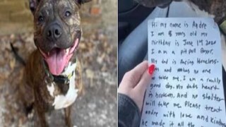 কুকুরের সঙ্গে ছিল এই চিঠিটি কুকুরের সঙ্গে ছিল এই চিঠিটি