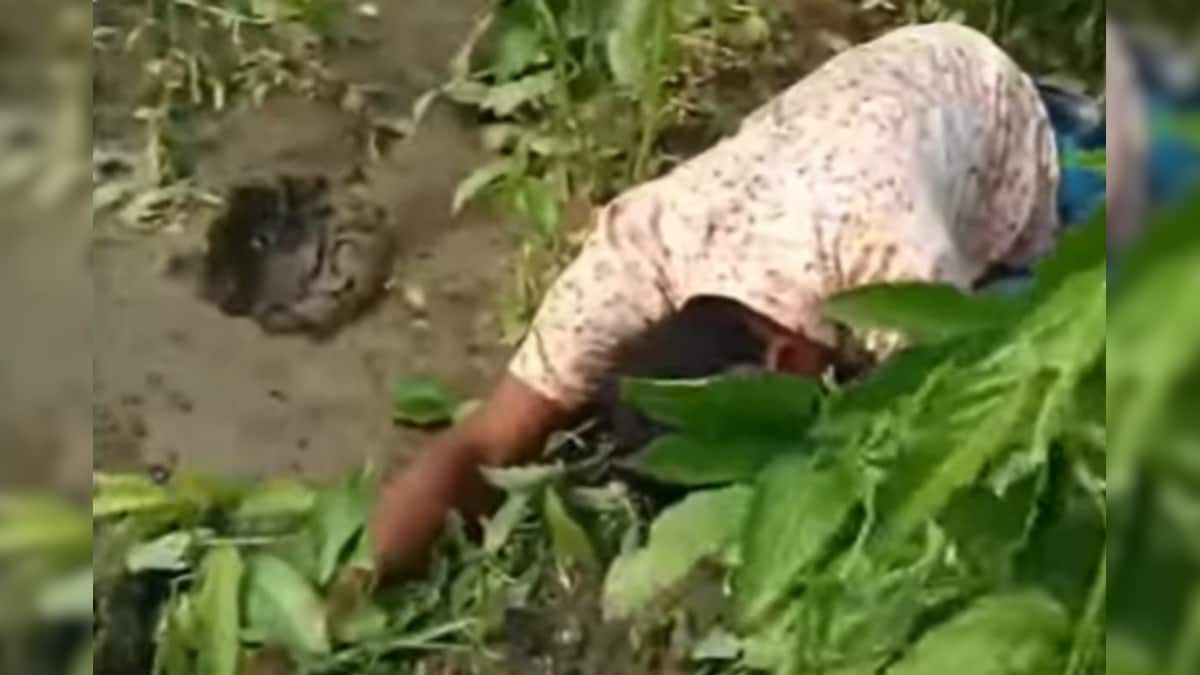 মাঠে দাঁড়িয়ে কেঁদে ফেললেন এক পাট চাষী, কী হল তার? দেখুন ভিডিও