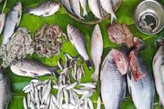 মাছ খেলেই শরীর ভাল হয়? জানেন কোন মাছে সবচেয়ে বেশি প্রোটিন থাকে? জানুন চিকিৎসকের মতামত