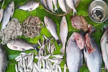 মাছ খেলেই শরীর ভাল হয়? জানেন কোন মাছে সবচেয়ে বেশি প্রোটিন থাকে? জানুন চিকিৎসকের মতামত