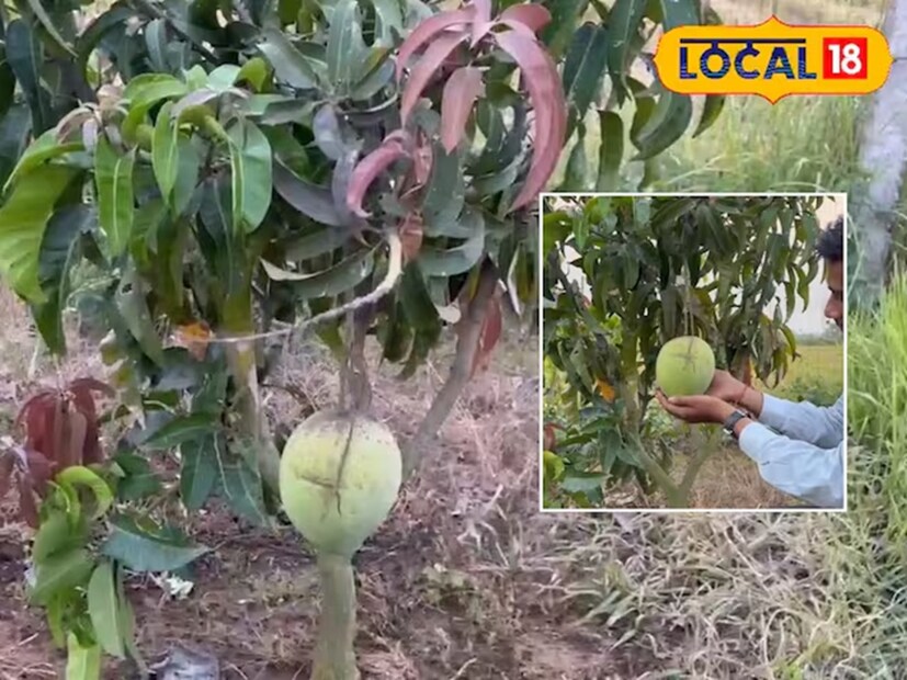 ভারতেও এখন কিছু কৃষক মিয়াজাকি আম চাষে আগ্রহী হয়েছেন। বিহার ও মহারাষ্ট্র-এর কিছু কৃষক জাপান থেকে গাছ এনে পরীক্ষামূলক চাষ শুরু করেছেন এবং ইতিমধ্যে কিছু সাফল্যও পেয়েছেন। তবে এই চাষ সহজ নয় কারণ এতে অত্যন্ত যত্ন ও নির্দিষ্ট জলবায়ু প্রয়োজন।