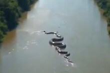 বিশ্বে সর্ববৃহৎ? অ্যানাকোন্ডার জলবিহারের সাম্প্রতিক ভিডিও প্রশ্ন তুলেছে AI-এর ব্যবহার নিয়ে