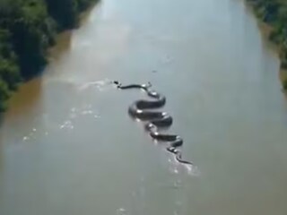 অ্যানাকোন্ডার জলবিহারের সাম্প্রতিক ভিডিও প্রশ্ন তুলেছে AI ব্যবহার নিয়ে (Photo: X)
