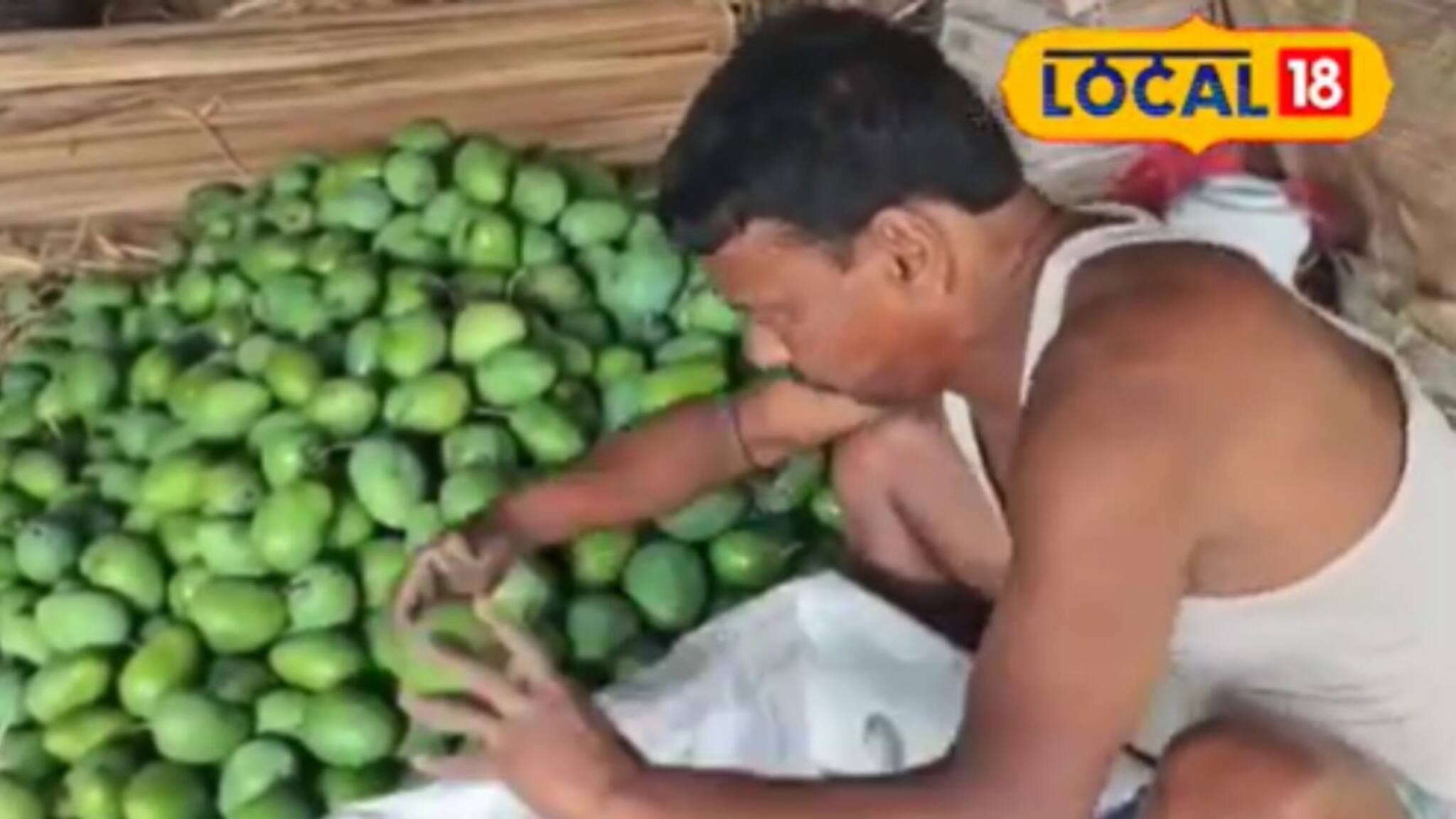 কাঁচা আম রফতানি করেই লাভের মুখ দেখছেন শান্তিপুরের আম চাষীরা