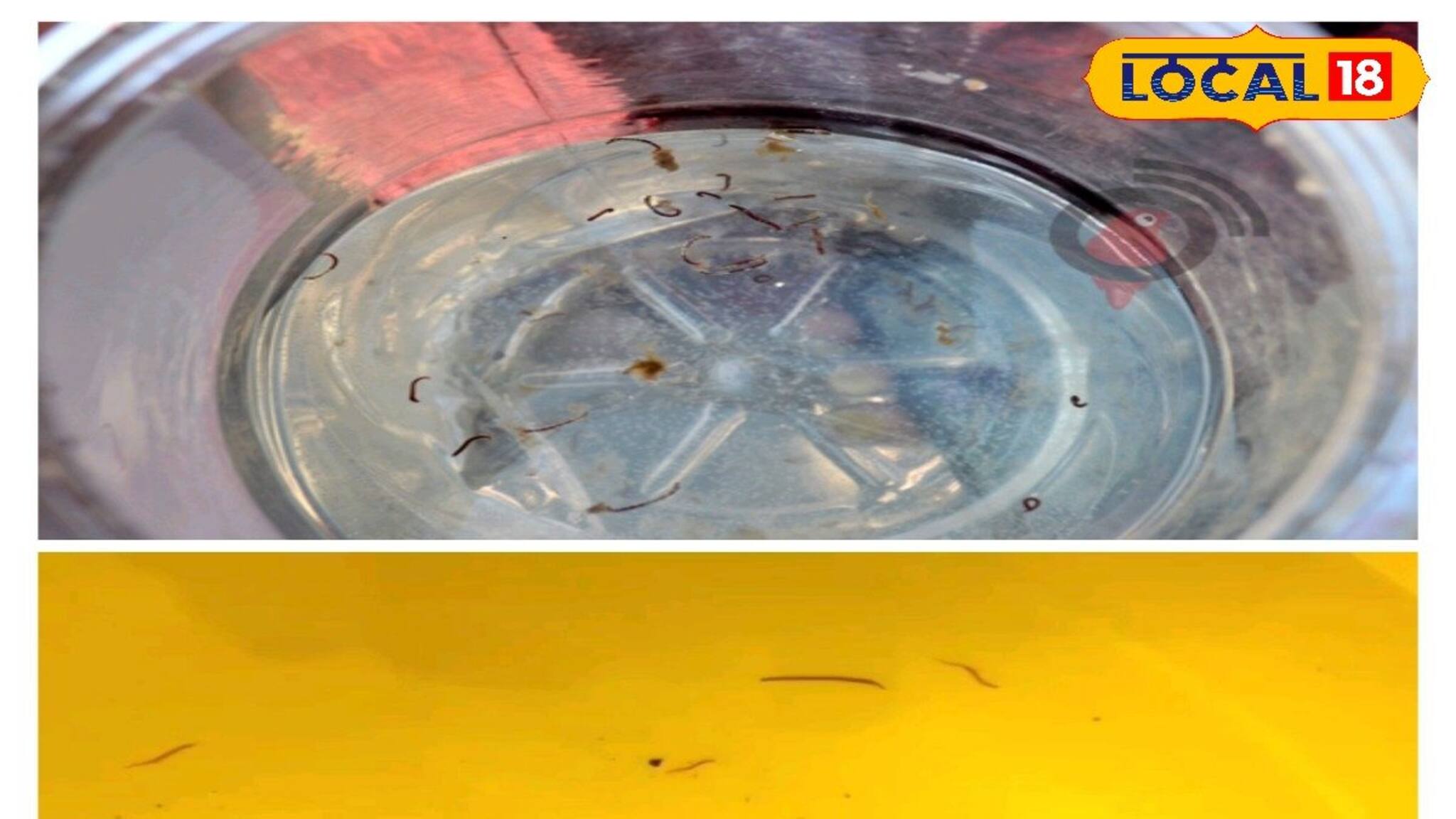 পুরসভার পানীয় জলে ওটা কী ভাসছে! নড়াচড়া করতেই আতঙ্কিত বাসিন্দারা