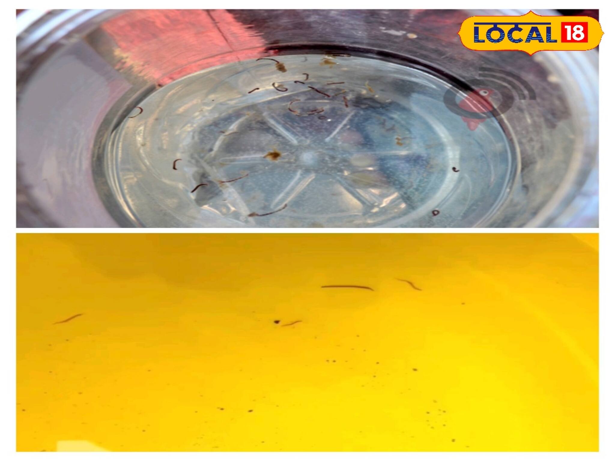 পুরসভার পানীয় জলে ওটা কী ভাসছে! নড়াচড়া করতেই আতঙ্কিত বাসিন্দারা