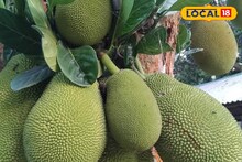 পাকা কাঁঠাল‌ই এখন মাথাব্যথার কারণ! এই এলাকায় যা ঘটছে জানলে চমকে যাবেন