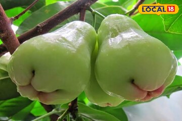 সস্তার এই ফলে কমলালেবুর তিন গুণ বেশি পুষ্টি,কোলেস্টেরল, ডায়াবেটিসের যম