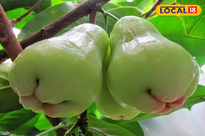  অনেকেই জানেন না, একটা জামরুলে তিনটে কমলালেবুর পুষ্টিগুণ। জামরুল স্বাস্থ্যের জন্য খুবই উপকারী। এতে খনিজ পদার্থ রয়েছে কমলার তিন গুণ এবং আম, আনারস ও তরমুজের সমান। ক্যালসিয়ামের পরিমাণ লিচু ও কুলের সমান এবং আঙুরের দ্বিগুণ। 