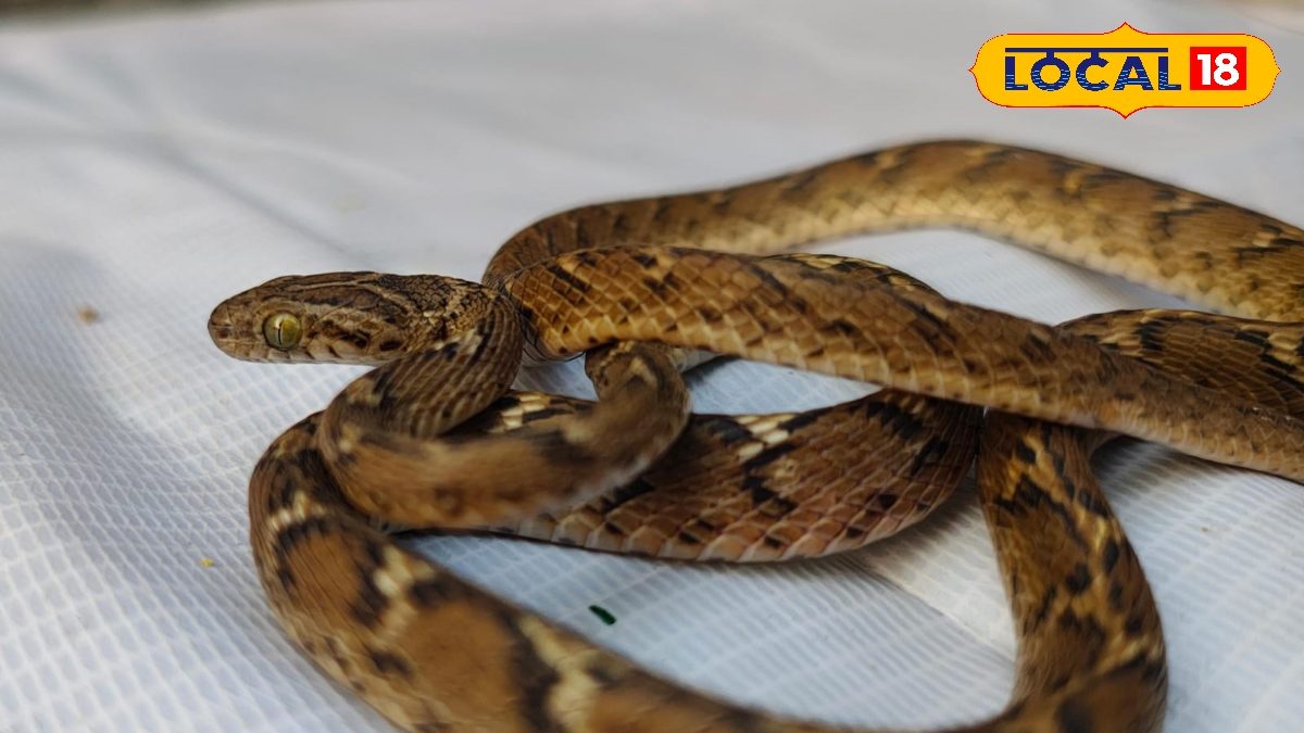 বাবা গো! এ কী, নিজের চোখকে বিশ্বাস হয় না,ফোঁসফোঁসানিতে খুঁজতে গিয়ে দেখা গেল ৭ টি সাপ