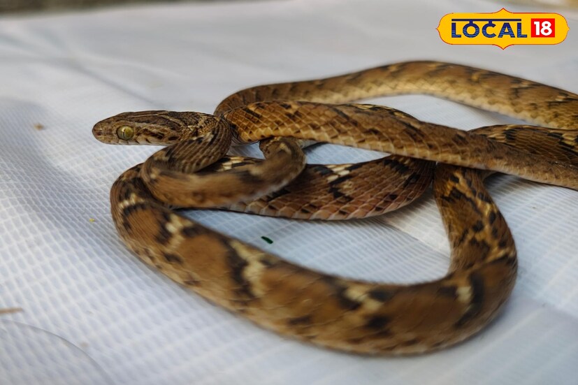 হাওড়ায় উদ্ধার ক্যাট স্নেক বা ফনিমনসা সাপ উদ্ধার! লম্বা সরু দেহের সৌখিন গঠন। ক্যাট স্নেক মূলত এদের অন্যান্য সাপের থেকে আলাদা, চোখ অতিরিক্ত উজ্জ্বল। উজ্জ্বল চোখের কারণে রাতে শিকার ধরতে এদের সুবিধা হয়।