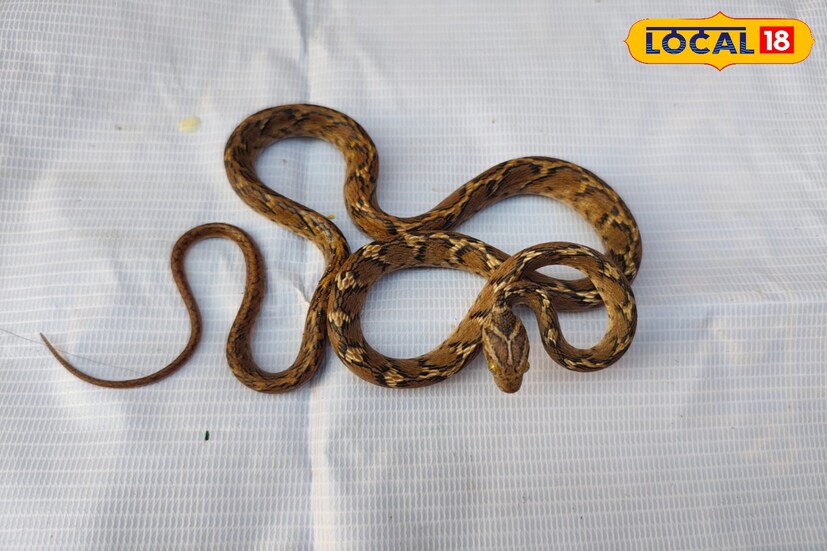 ফনিমনসা সাপ সাধারণত নিশাচর। এরা ছোট পোকামাকড় টিকটিকি এবং অন্যান্য ছোট প্রাণীদের স্বীকার করে। গাছের ডাল পাতায় এদের দেখা যায়।