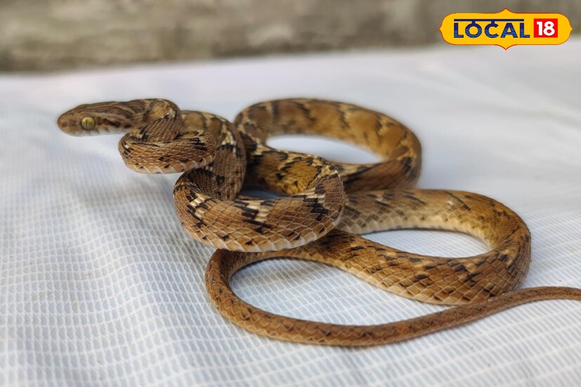 এদিন হাওড়ার বাগনান গোপালপুরে দামোদর নদীতীরবর্তী এলাকা থেকে সাতটি উদ্ধার হয়। রাজু সামন্ত ও শুভঙ্কর পাখিরা একটি সাপ বাড়ির সামনে দেখতে পেয়ে পরিবেশকর্মী সুমন্ত দাস ও রঘুনাথ মান্না'কে খবর দেন।পরবর্তীতে সাপটিকে সুমন্ত দাস ও রঘুনাথ মান্না পুনরায় গভীর জঙ্গলে মুক্ত করে দেয়।