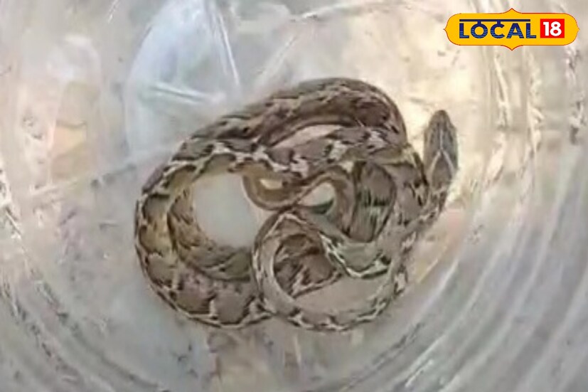 ফনিমনসা বা ক্যাট স্নেক ভারতবর্ষ ছাড়াও থাইল্যান্ড মালয়েশিয়া ও মায়ানমারে দেখা যায়। এই সাপ 'টয় ক্যাট স্নেক' নামেও পরিচিত।