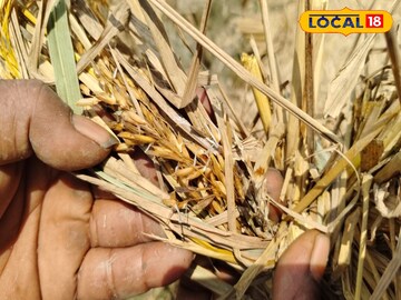 South 24 Parganas News: দরকারে মেলে না, অসময়ে দাতা! দিন কয়েকের ঘন ঘন বৃষ্টিতে কি অবস্থা অন্নদাতাদের