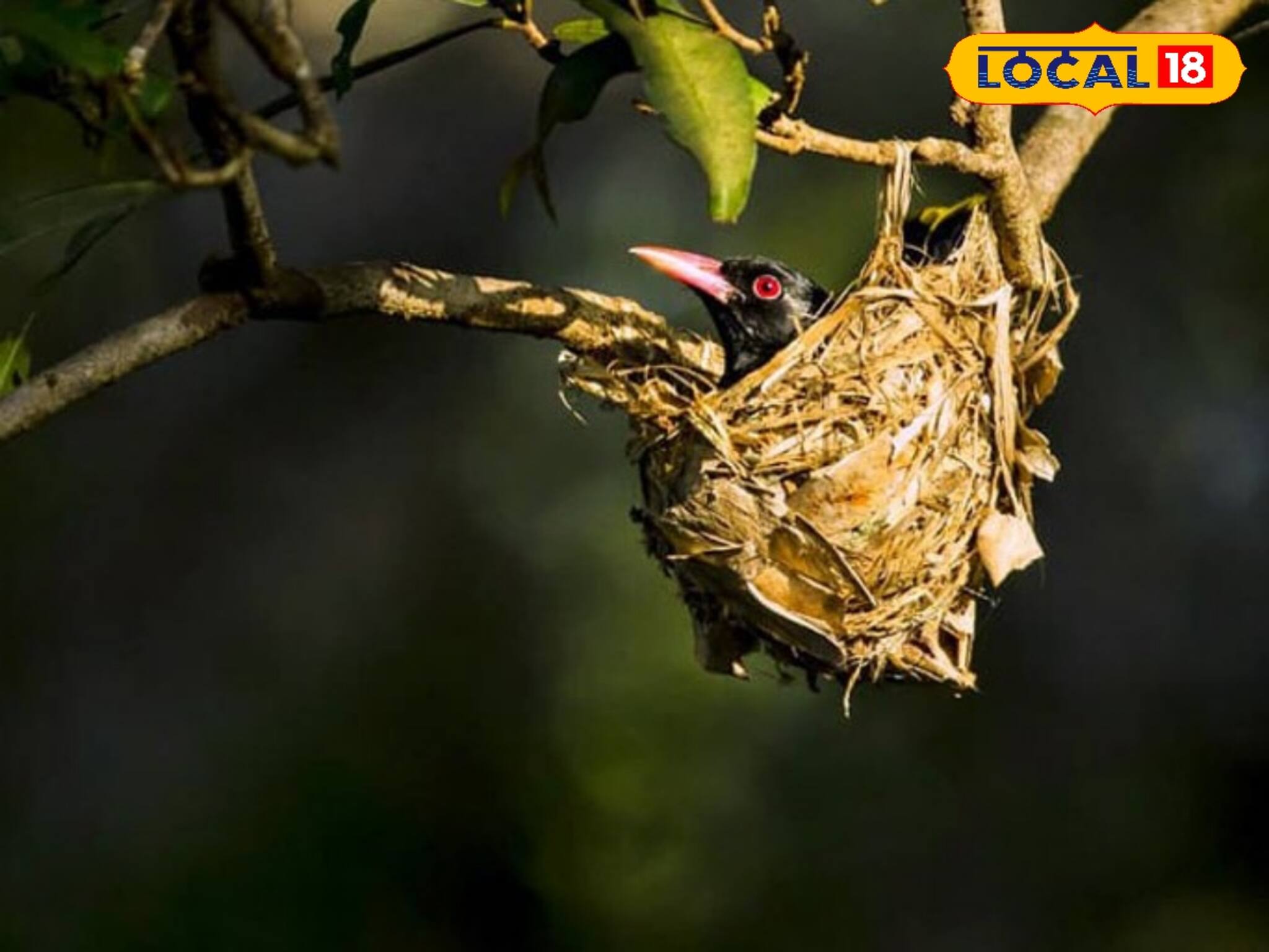 পাখিদের জন্য তৈরি হল বাসা, যেমনটা ওরা পছন্দ করে, করে দেখালেন যুবক