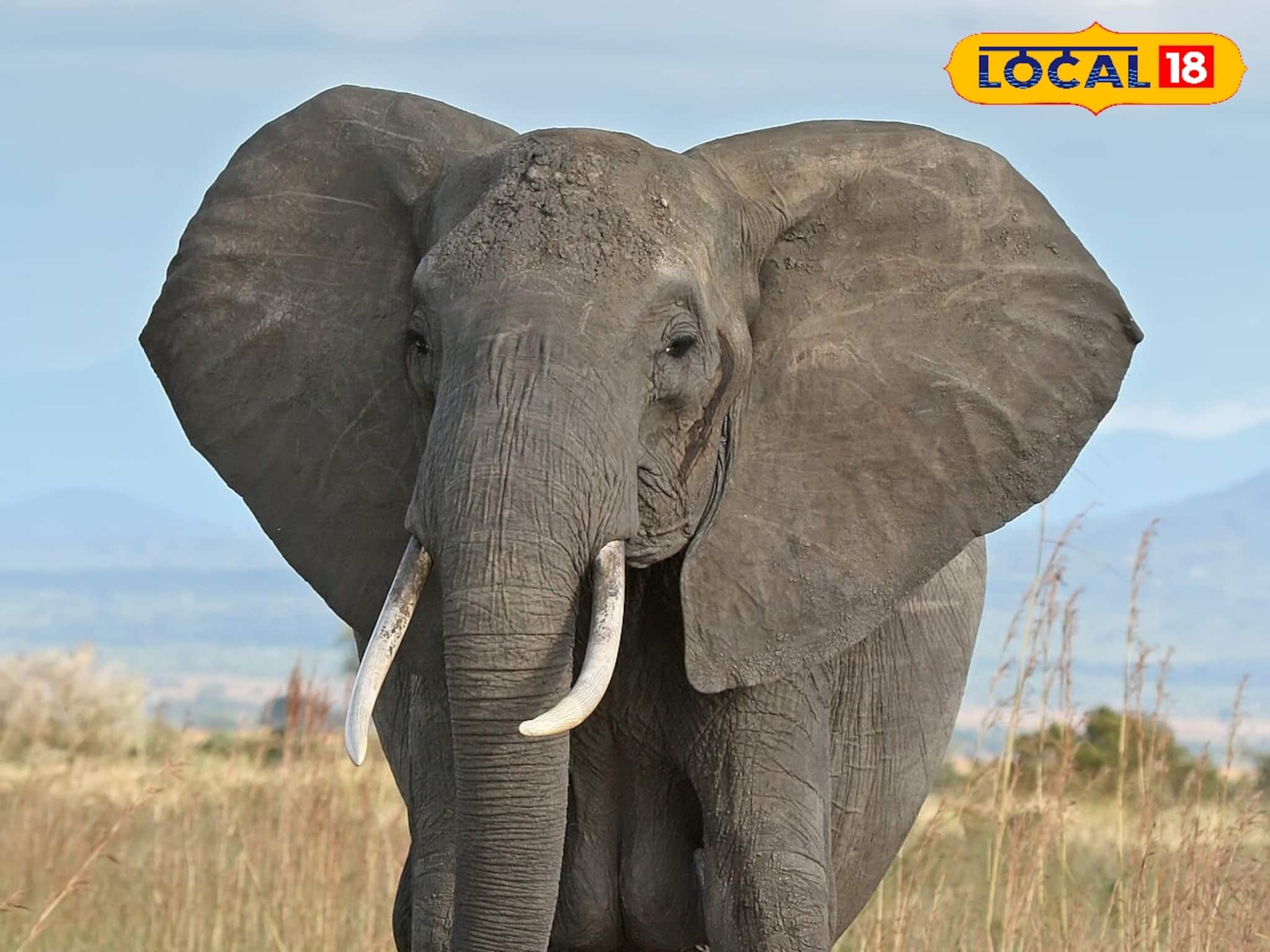 সূর্য ওঠার আগেই সব তছনচ! ছাতনা ব্লকের কালিপাহাড়ি গ্ৰামে দাঁতাল হাতি যা করল...শিউরে উঠবেন!