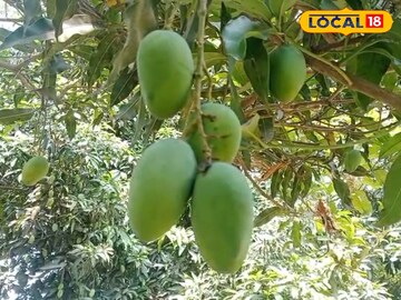 আমবাগান