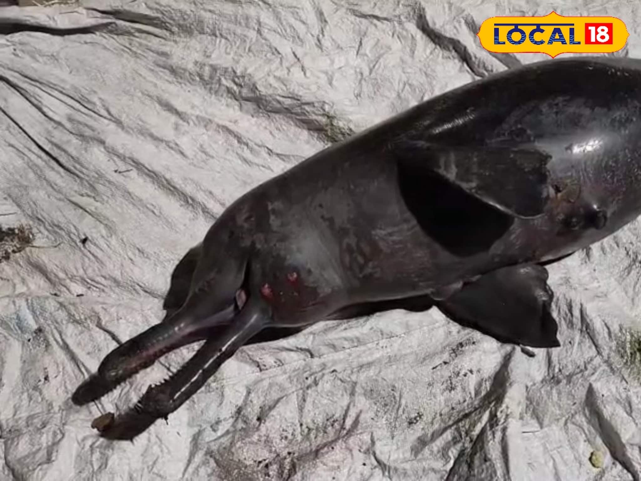 কমছে গ্যাঙ্গেটিক ডলফিন! রূপনারায়ণ নদী পাড় থেকে উদ্ধার শুশুকের দেহ