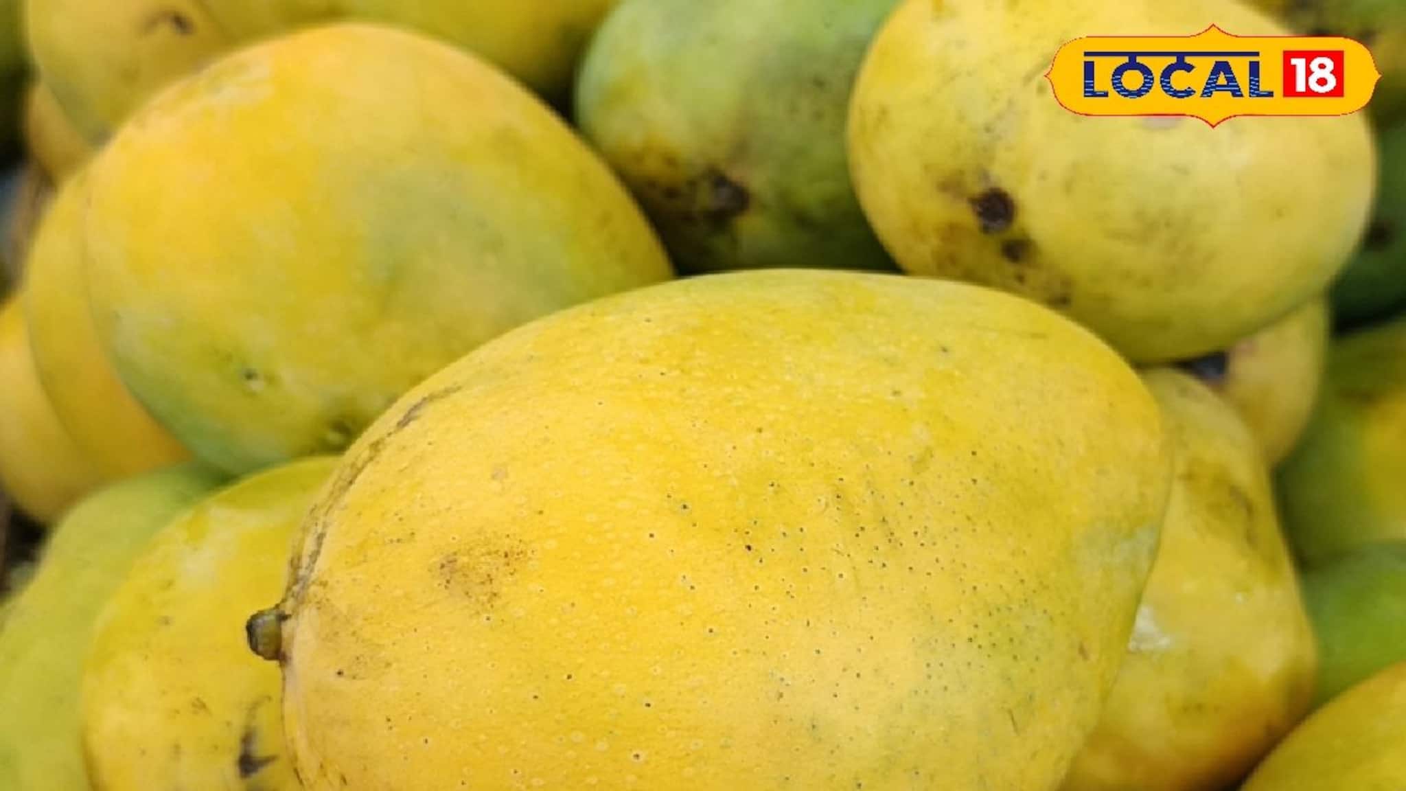 Mango Market: মালদার আমের আগেই জেলার বাজার মাতাচ্ছে এই বিশেষ আম! জেনে নিন এই আমের সর্ম্পকে
