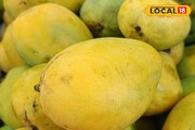 মালদার আমের আগেই জেলার বাজার মাতাচ্ছে এই বিশেষ আম! জেনে নিন এই আমের সর্ম্পকে