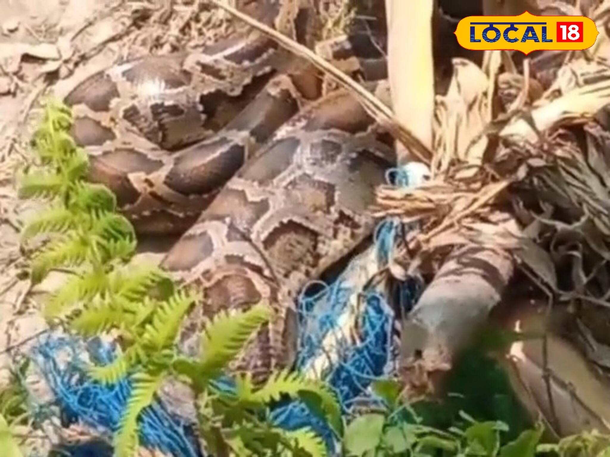 ফালাকাটায় ভুট্টা ক্ষেতের জালে জড়িয়ে পড়ল এক পাইথন, বিশাল সাপ দেখে এলাকায় ত্রাহি ত্রাহি