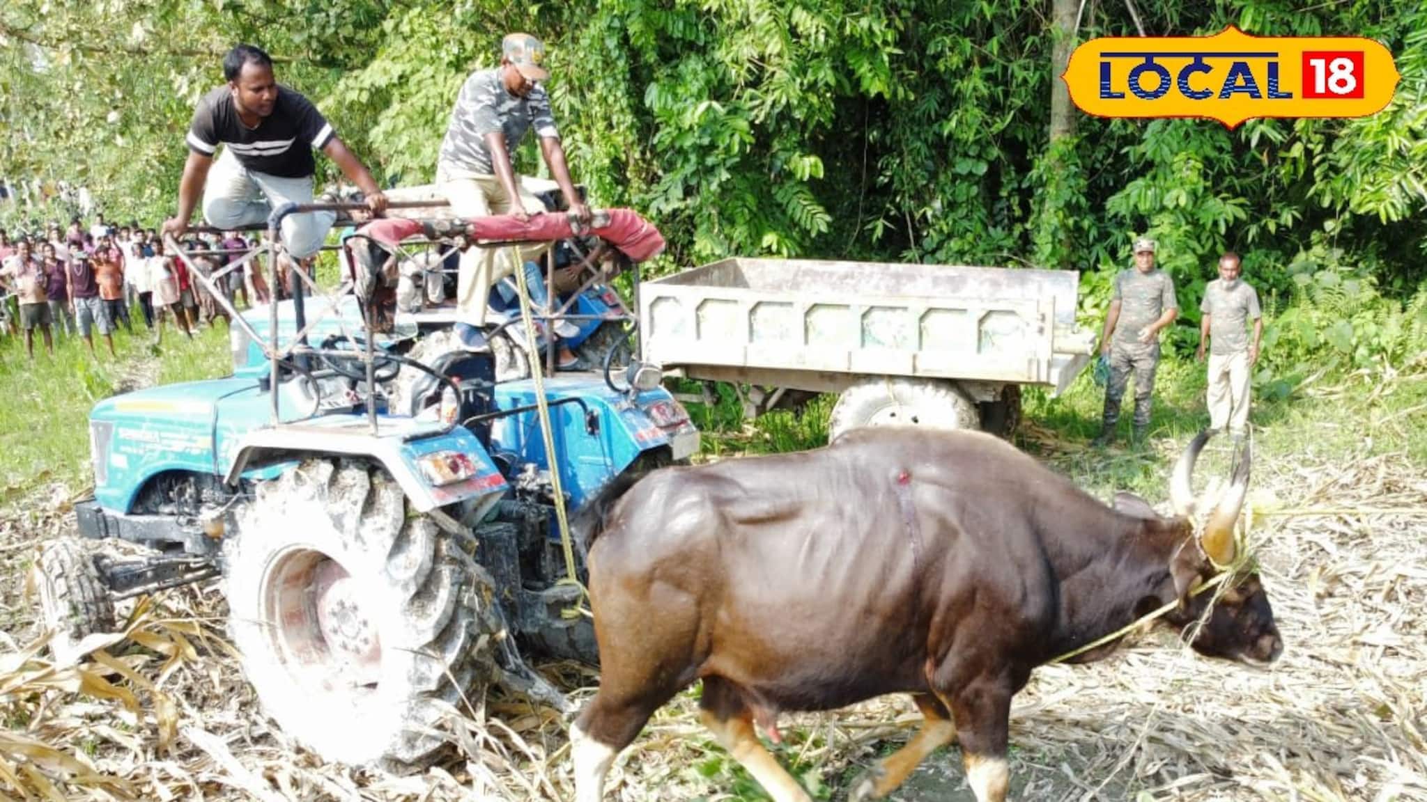 Wild Animal: ভুট্টা ক্ষেতে লুকোচুরি! দীর্ঘ প্রচেষ্টায় আটক হল বন্য প্রাণ! যা ঘটল কোচবিহারে