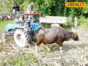 আটক হাওয়া বাইসন