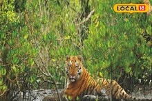  জঙ্গলে পায়চারি করছে সুন্দরবনের রাজা! ফের পর্যটকদের ব্যাঘ্রদর্শন