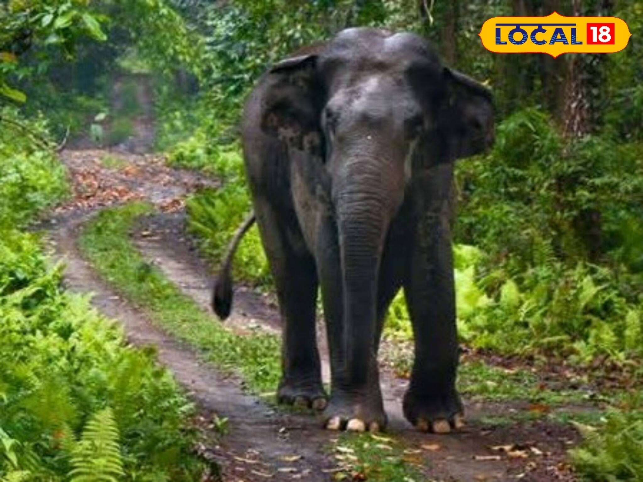রেশন কার্ডের পিছনে ছুট হাতির! ঘরে ঢুকে কি করল জানেন! কূলকিনারা খুঁজে পাচ্ছেন না উপভোক্তা