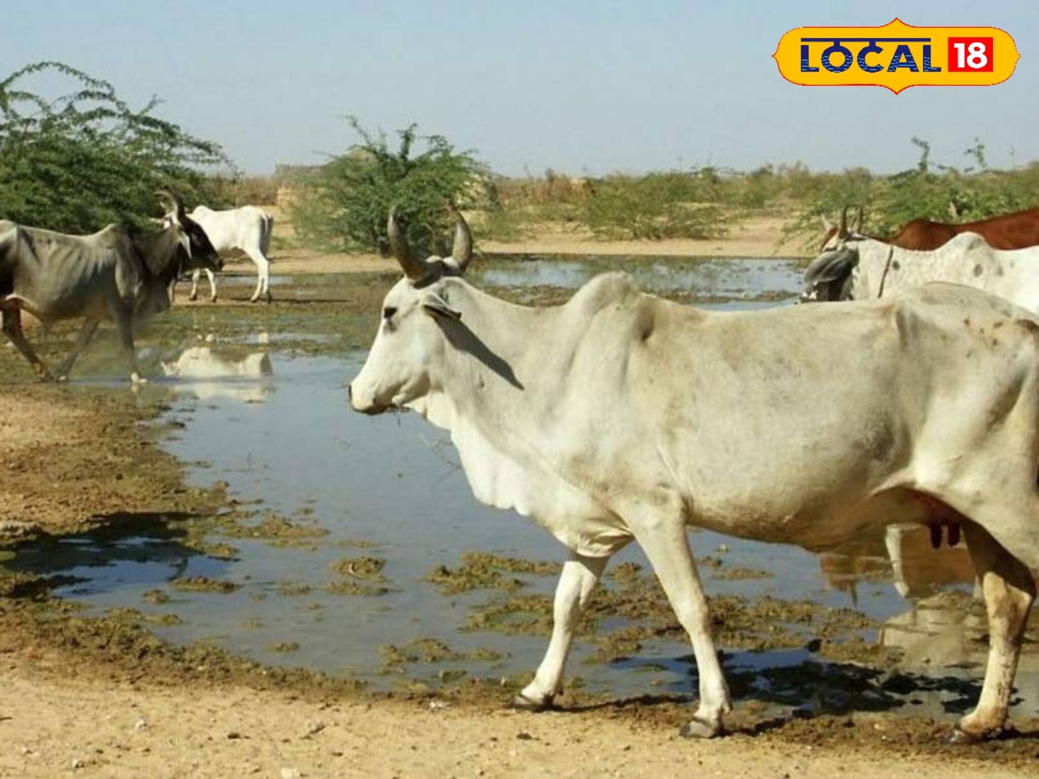 গবাদি পশু পালনে নয়া নিয়ম! না মানলে পড়তে হবে বড় সমস্যায়, জানিয়ে দিল পুলিশ