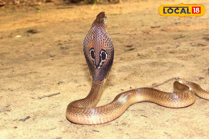 ইতিমধ্যেই সাপের কামড়ে মৃত্যুর হাড়ের সংখ্যা লাগাতার বাড়ছে। সেই কারণে আগেভাগেই সাপের থেকে রক্ষা পেতে সবসময় সচেতন থাকার পরামর্শ দিচ্ছেন বিশেষজ্ঞরা।