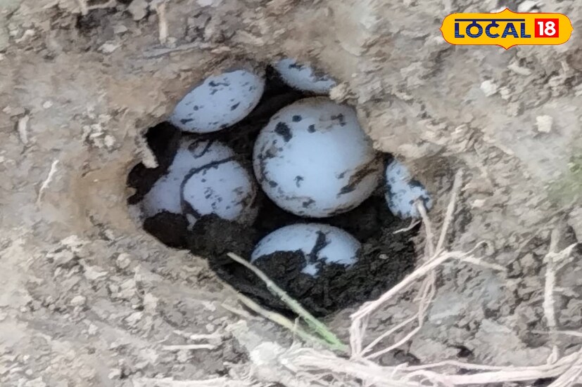 উল্লেখ্য এ বছর গ্রীষ্মকাল থেকেই শুরু হয়ে গিয়েছে লাগাতার বৃষ্টি। বর্ষার জলেই উৎপাত বাড়ে সাপের। এই সময় স্থানীয় লোকালয় চলে আসে সাপ তার শিকারের সন্ধানে।