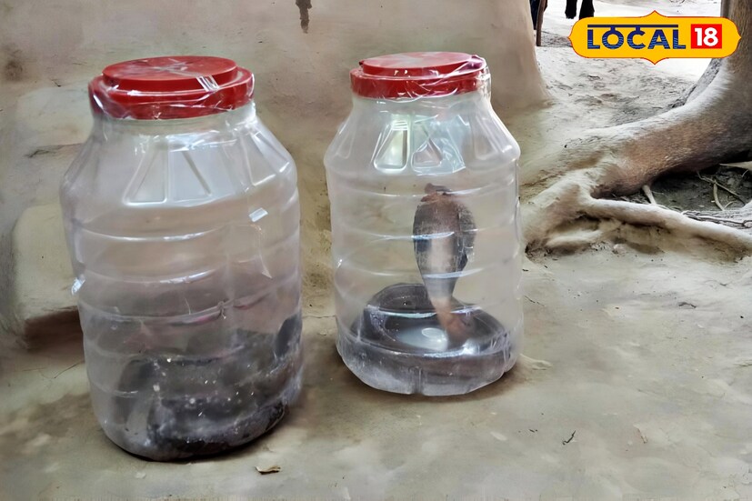 নদিয়ার কৃষ্ণগঞ্জের কৃষ্ণপুর এসএসকে বিদ্যালয়ের দেয়াল সংলগ্ন এলাকায় থেকে দুটি গোখরো সাপ ও ১৭ টি ডিম উদ্ধার গোখরো সাপ ও সাপের ডিম উদ্ধারকে ঘিরে এলাকায় চাঞ্চল্য ছড়িয়েছে।ছবি ও তথ্য: মৈনাক দেবনাথ নদিয়ার কৃষ্ণগঞ্জের কৃষ্ণপুর এসএসকে বিদ্যালয়ের দেয়াল সংলগ্ন এলাকায় থেকে দুটি গোখরো সাপ ও ১৭ টি ডিম উদ্ধার গোখরো সাপ ও সাপের ডিম উদ্ধারকে ঘিরে এলাকায় চাঞ্চল্য ছড়িয়েছে।ছবি ও তথ্য: মৈনাক দেবনাথ