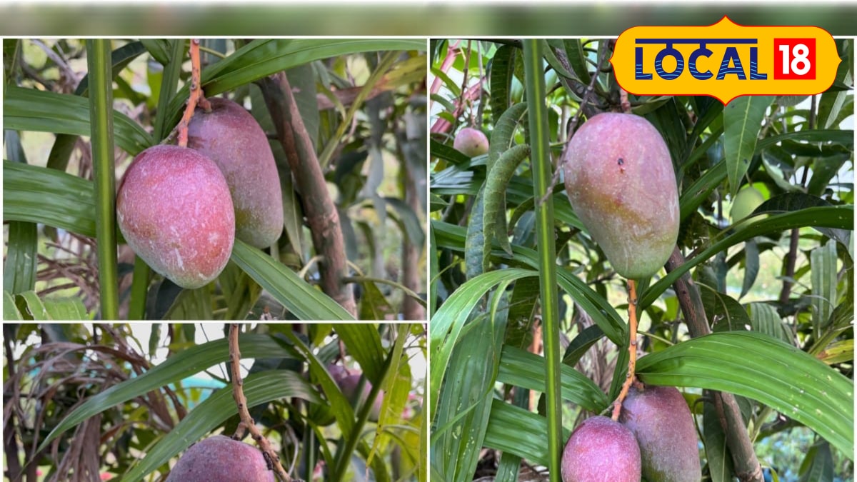 Miyazaki Mango: ছাদে হবে ‘সোনার’ আম ফলন, জাপানের লক্ষাধিক টাকার মিয়াজাকিতে উপচে পড়বে ডাল, জেনে নিন কীভাবে| japans-expensive-miyazaki-mango-plant trees at home eat those without buying know details