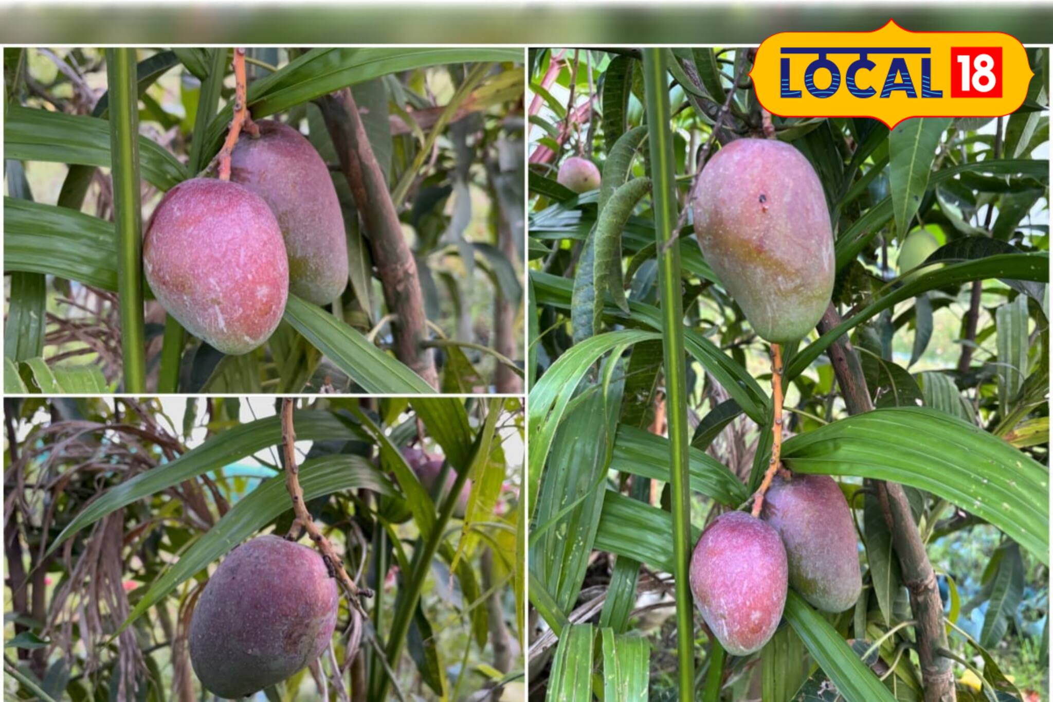 ছাদে হবে 'সোনার' ফলন, জাপানের লক্ষাধিক টাকার মিয়াজাকিতে উপচে পড়বে ডাল,কীভাবে?