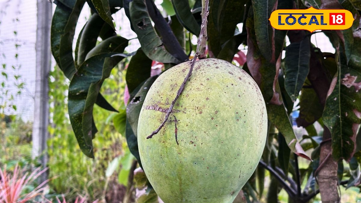 East Bardhaman News: আম গাছে ধরেছে ডাব? আসল সত্যি জানলে চমকে যাবেন সকলেই a huge 4 kg mango kind of looks like small size coconut