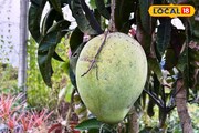আম গাছে ধরেছে ডাব? আসল সত্যি জানলে চমকে যাবেন সকলেই