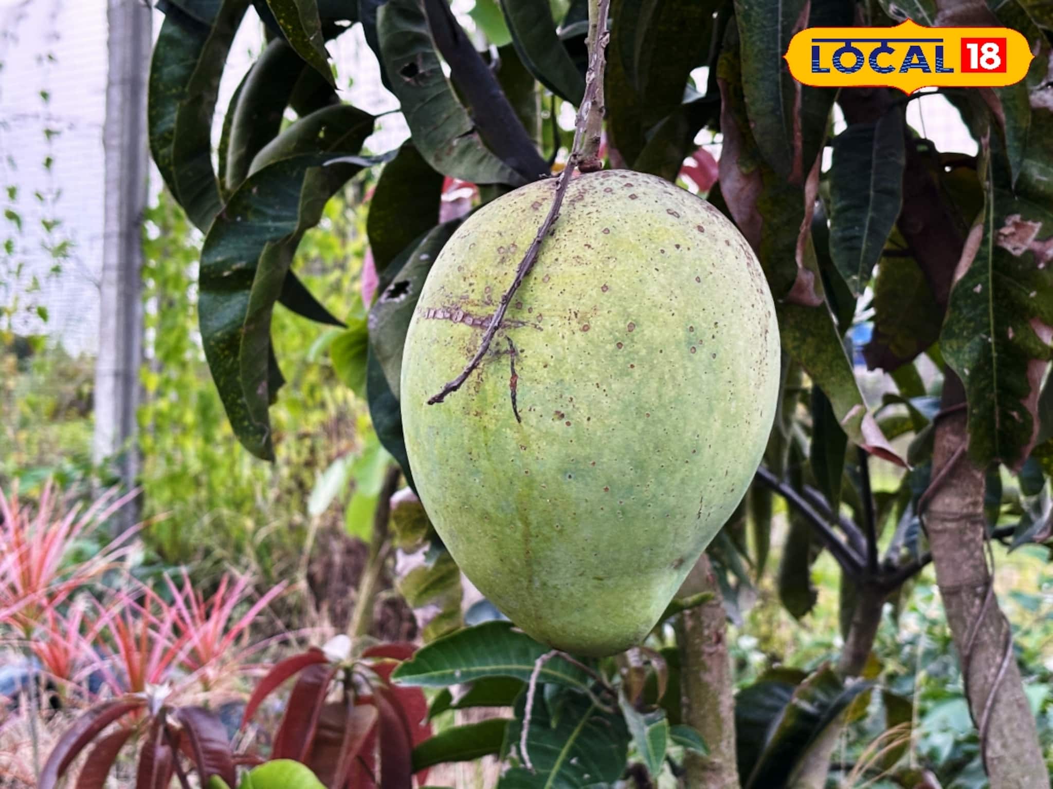 আম গাছে ধরেছে ডাব? আসল সত্যি জানলে চমকে যাবেন সকলেই