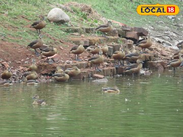 পরিযায়ী