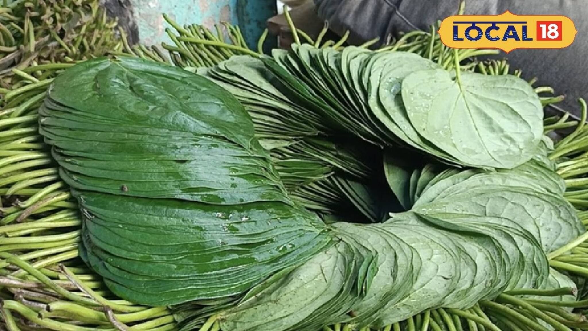 Health Care: যে সে পান কিন্তু নয়...! বিশেষ 'এই' পানের হাজার উপকারিতা, রোজ একটি খেলে কী ঘটবে শরীরে? জানুন