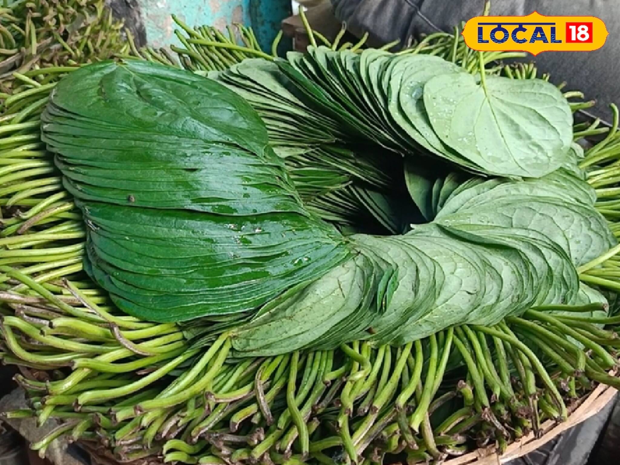 যে সে পান কিন্তু নয়...! বিশেষ এই পানের হাজার উপকারিতা, রোজ একটি খেলে কী ঘটবে শরীরে? জানুন