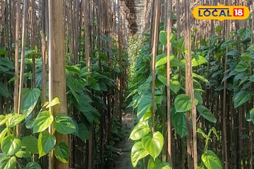 যে সে পান কিন্তু নয়...! বিশেষ এই পানের হাজার উপকারিতা, রোজ একটি খেলে কী ঘটবে শরীরে? জানুন যে সে পান কিন্তু নয়...! বিশেষ এই পানের হাজার উপকারিতা, রোজ একটি খেলে কী ঘটবে শরীরে? জানুন