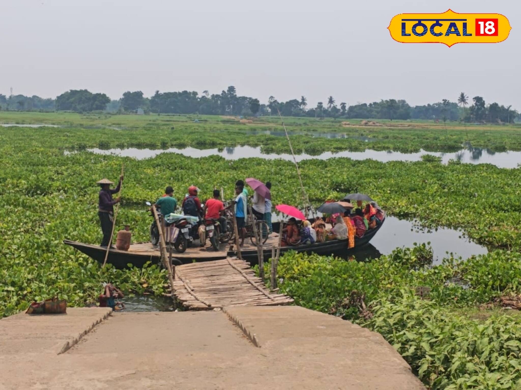 কচুরিপানার দাপট, আটকে যাচ্ছে নৌকো, ভয়ঙ্কর পরিস্থিতি নদিয়ার এই এলাকায়
