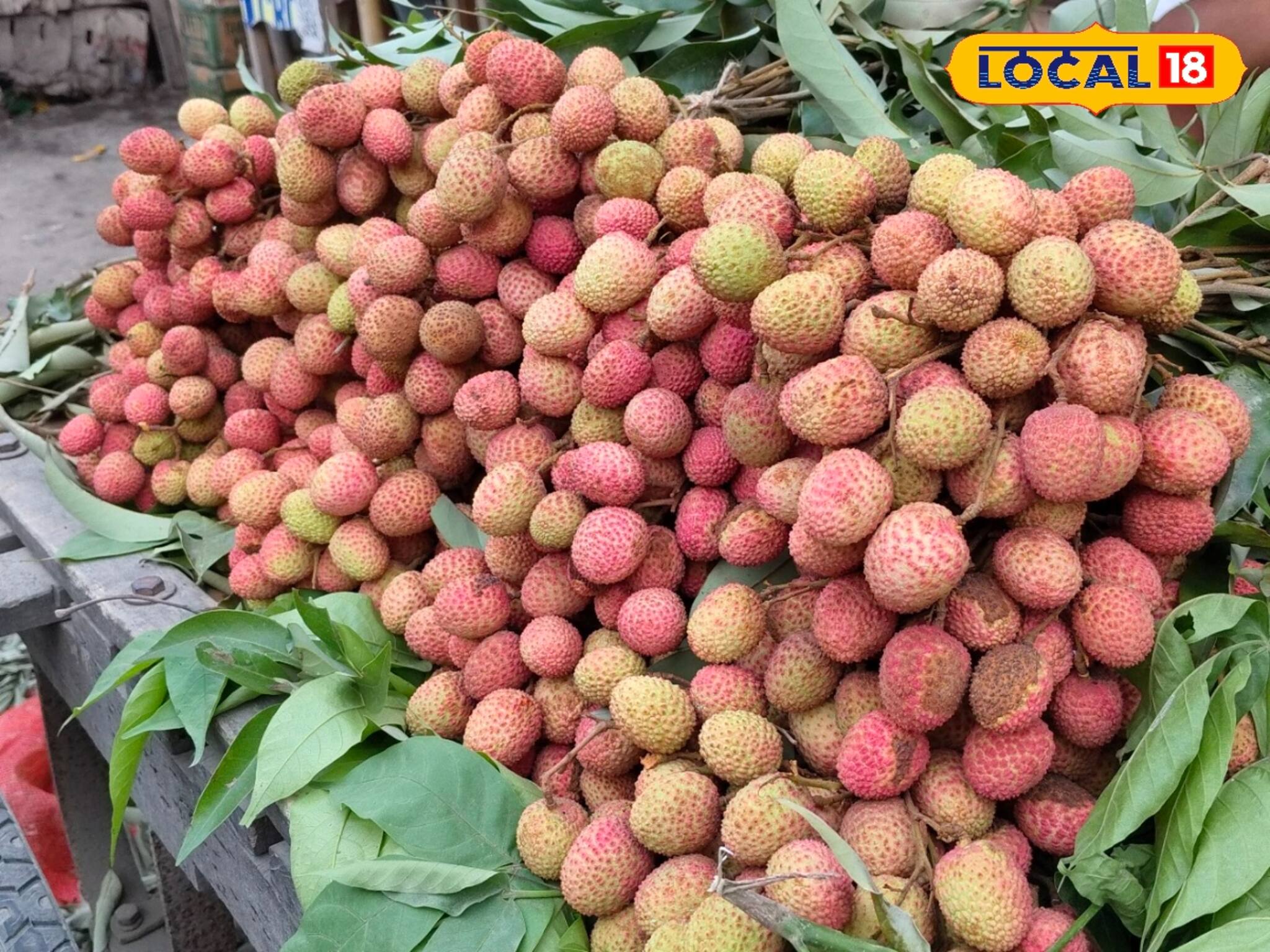 শুকিয়ে কাঠ হয়ে যাচ্ছে সব..., লিচুর ফলন কম, মাথায় হাত পড়ল চাষিদের, এবার কী হবে?