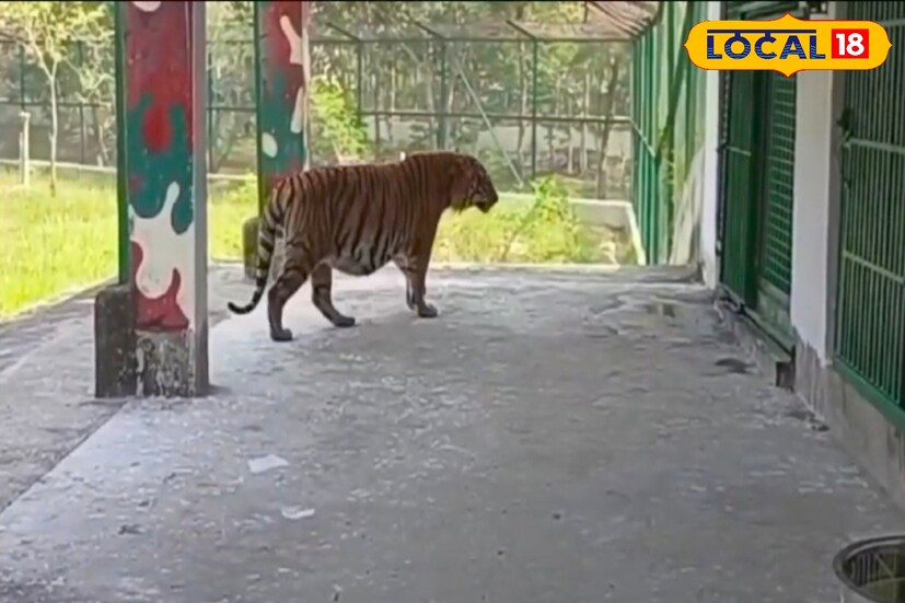শিকার ধরে কড়মড় করে হাড় চিবিয়ে খেতেই অভ্যস্ত রয়েল বেঙ্গল টাইগাররা। কিন্তু ঝড়খালি ব্যাঘ্র পুনর্বাসন কেন্দ্রের নতুন অতিথি, আলিপুর চিড়িয়াখানা থেকে আসা স্ত্রী বাঘটি এদের থেকে একদম ব্যতিক্রমী। কারণ তার সামনের দুটি ক্যানাইন দাঁতের ছুঁচলো অংশটি ভেঙে যাওয়ায় সেটা ভোতা হয়ে গিয়েছে। যার ফলে হাড়গোড় যুক্ত মাংস খেতে পারছে না সে।