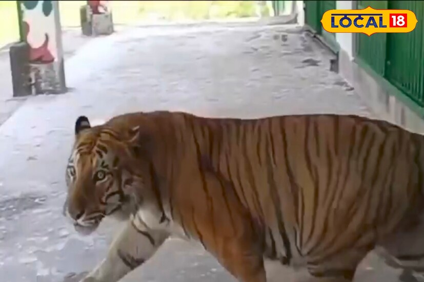 কোনও কারণে অন্য কোনও বাঘের সঙ্গে মারামারি করতে গিয়ে বা দুর্ঘটনা বসত তার সামনের ক্যানাইন দাঁত দুটি ক্ষতিগ্রস্ত হয়। যার জন্য শক্ত হাড় দেওয়া মাংস ভেঙে চিবিয়ে খেতে সমস্যা হচ্ছে। সেটা দেখার পর এখন ওকে নরম মাংস দেওয়া হচ্ছে।